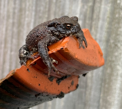 Common Toad